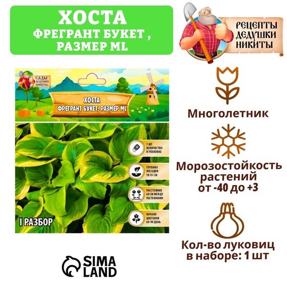 Хоста &quot;Fragrant Bouquet&quot;, р-р I, размер ML,1 шт, Весна 2025