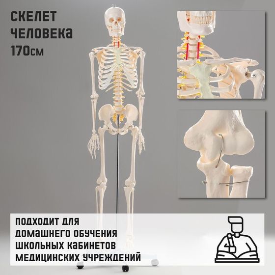 Макет &quot;Скелет человека&quot; 170см