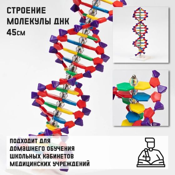 Макет &quot;Строение молекулы ДНК&quot;, 45см