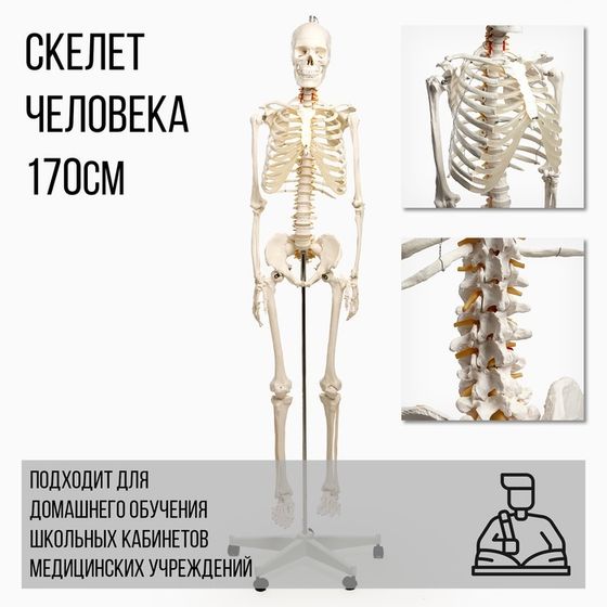 Анатомическая модель «Макет скелета взрослого человека», 170 см