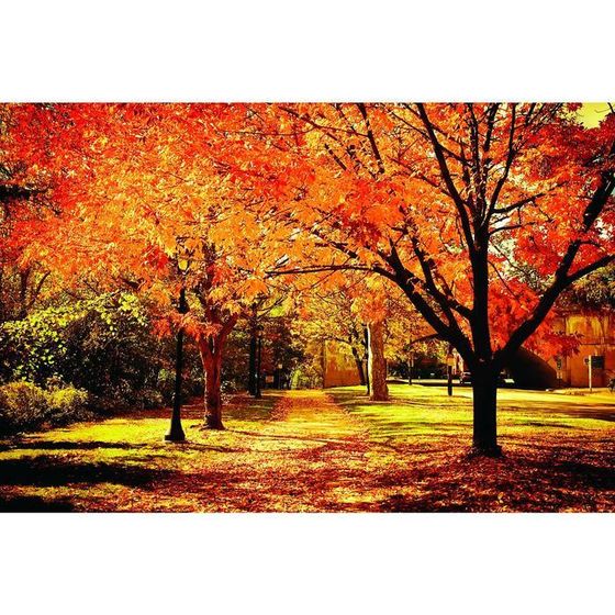Фотобаннер, 250 × 200 см, с фотопечатью, люверсы шаг 1 м, «Осенняя аллея», Greengo