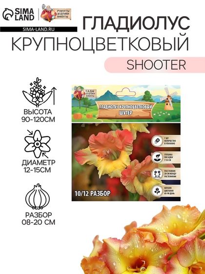 Гладиолус Крупноцветковый &quot;Shooter&quot;, р-р 8/10, 7 шт ,