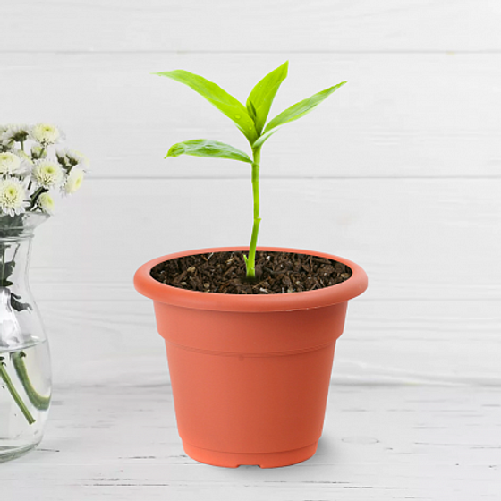 Горшок пластиковый 22см