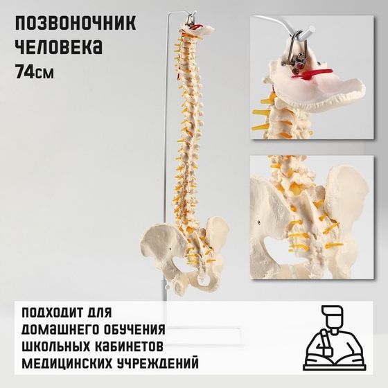 Макет &quot;Позвоночник человека&quot; 74см