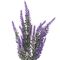 Цветок искусственный &quot;Лаванда&quot;, L10 W5 H37 см