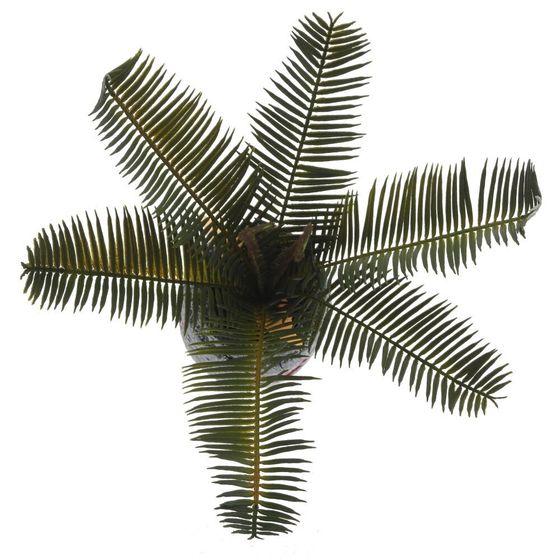 Цветочная композиция &quot;Пальма&quot;, L27 W23 H34 см, 3в.
