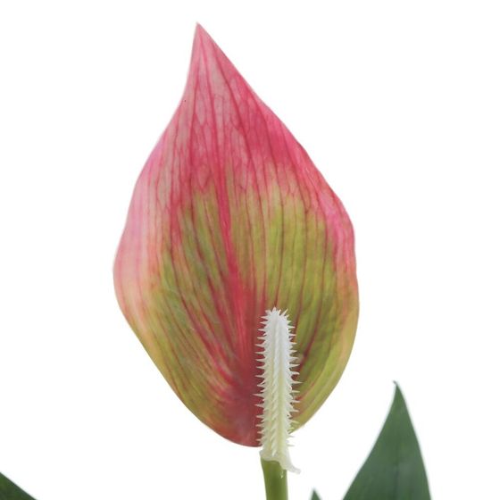 Цветочная композиция "Спатифиллум", L17 W12 H40 см