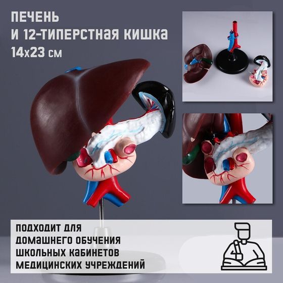 Макет &quot;Печень и 12-типерстная кишка&quot; 14*23см