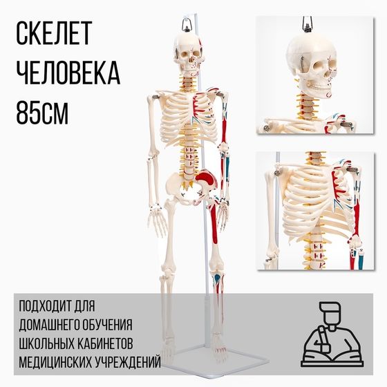 Макет &quot;Скелет взрослого человека&quot; в полный рост, для изучения анатомии, 85 см