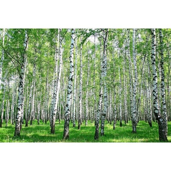 Фотобаннер, 250 × 200 см, с фотопечатью, люверсы шаг 1 м, с люверсами, «Берёзовая роща», Greengo