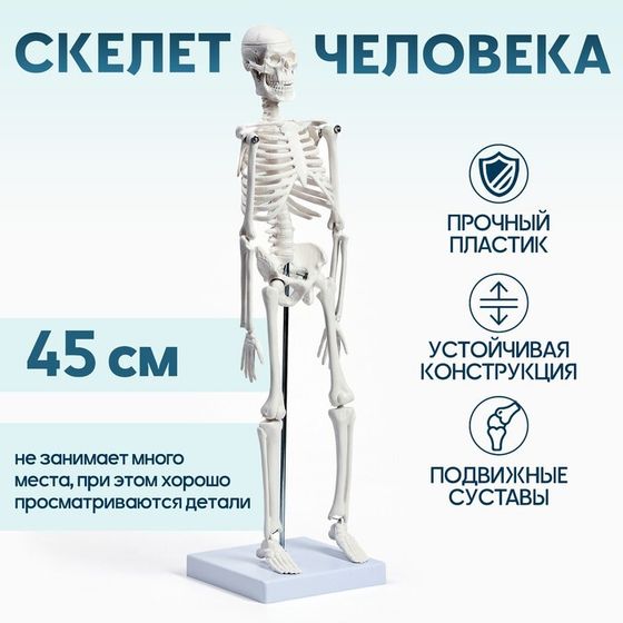 Макет &quot;Скелет взрослого человека&quot; в полный рост, для изучения анатомии, 45 см