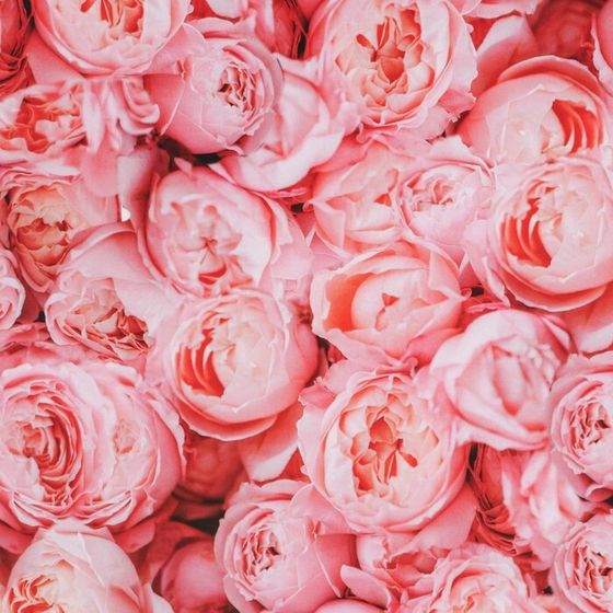 !Бумага упаковочная 2 листа глянцевая «Пионы» 70 × 100 см