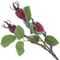 Ветка искусственная "Шиповник", L16 W13 H36 см, 2в.