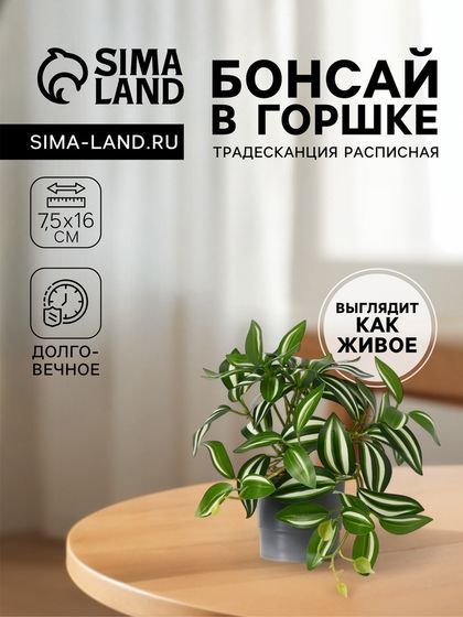 Бонсай в горшке &quot;Традесканция расписная&quot; 7,5х16 см