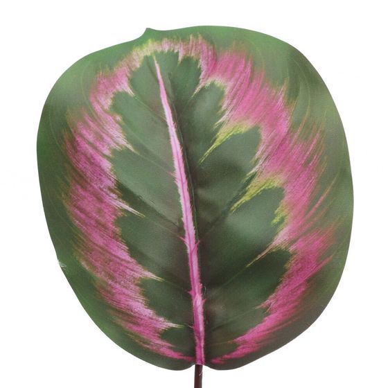 Цветочная композиция &quot;Маранта&quot;, L10 W10 H35 см