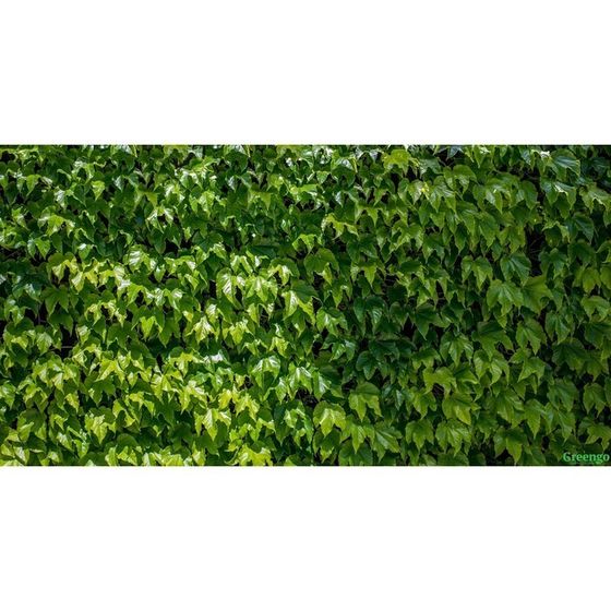 Фотосетка, 250 × 158 см, с фотопечатью, люверсы шаг 1 м, «Виноградная стена»