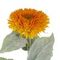 Цветок искусственный "Астра" (Real Touch), L14 W14 H90 см