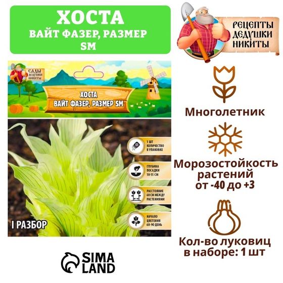 Хоста &quot;White Feather ®&quot;, р-р I, размер SM,1 шт, Весна 2025