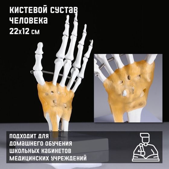 Макет &quot;Кистевой сустав человека&quot; 22*12см