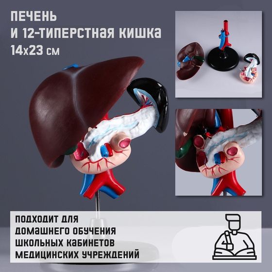 Макет &quot;Печень и 12-типерстная кишка&quot; 14*23см