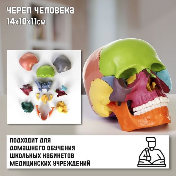 Макет &quot;Череп человека&quot; разноцветный разборный, 14*10*11см