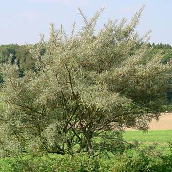 Облепиха &quot;Елизавета &quot;, 1 шт, туба, Весна 2025