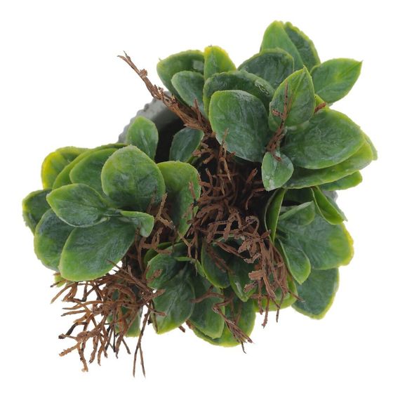 Цветочная композиция, L11 W11 H16 см, 2в.