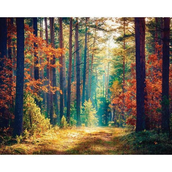 Фотосетка, 250 × 200 см, с фотопечатью, люверсы шаг 1 м, «Осенний лес»