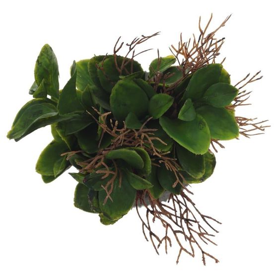 Цветочная композиция, L11 W11 H16 см