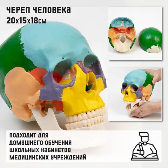 Макет &quot;Череп человека&quot; цветной, 20*15*18см