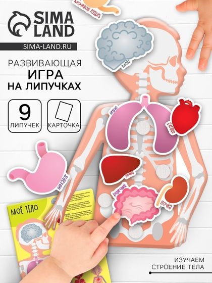 Игра на липучках «Моё тело», анатомия
