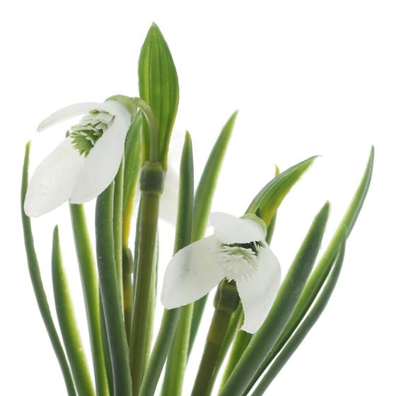 Цветочная композиция &quot;Подснежники&quot;, L9 W9 H21 см