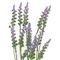 Цветок искусственный "Лаванда", L16 W7 H51 см