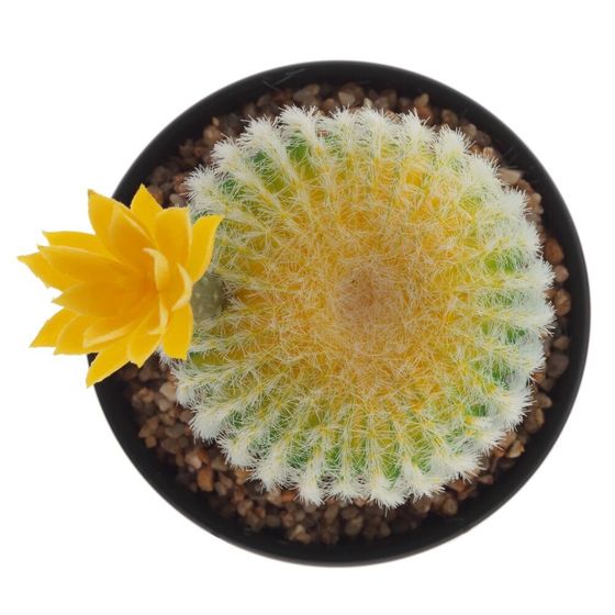 Цветочная композиция &quot;Кактус&quot;, L13 W13 H20 см