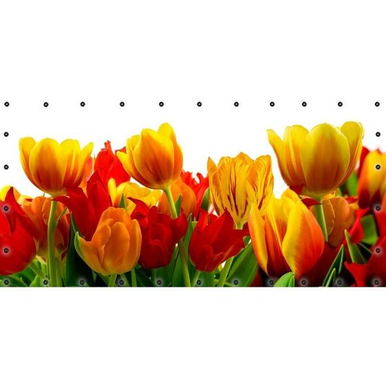 Фотосетка, 314 × 155 см, с фотопечатью, люверсы шаг 0.3 м, «Крупные тюльпаны»