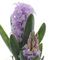 Цветочная композиция "Гиацинты" , L11 W10 H28 см
