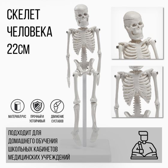 Макет &quot;Скелет взрослого человека&quot; в полный рост, для изучения анатомии, 22 см