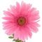 Цветок искусственный &quot;Гербера&quot;, L28 W28 H95 см, 3в.