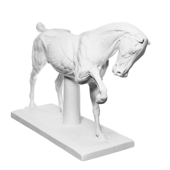 Гипсовая фигура анатомическая: ЛОШАДЬ (конь анатомический), 21 х 59 х 43 см