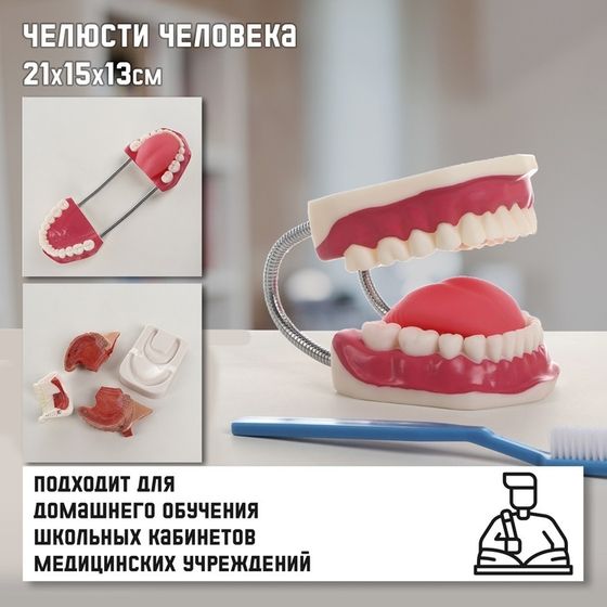 Макет &quot;Челюсти человека&quot; 21*15*13см