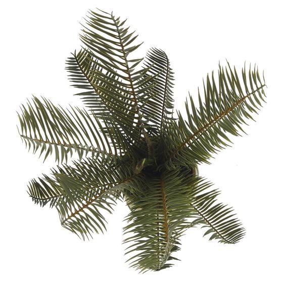 Цветочная композиция "Пальма", L37 W33 H45 см, 1 штука, дизайн микс